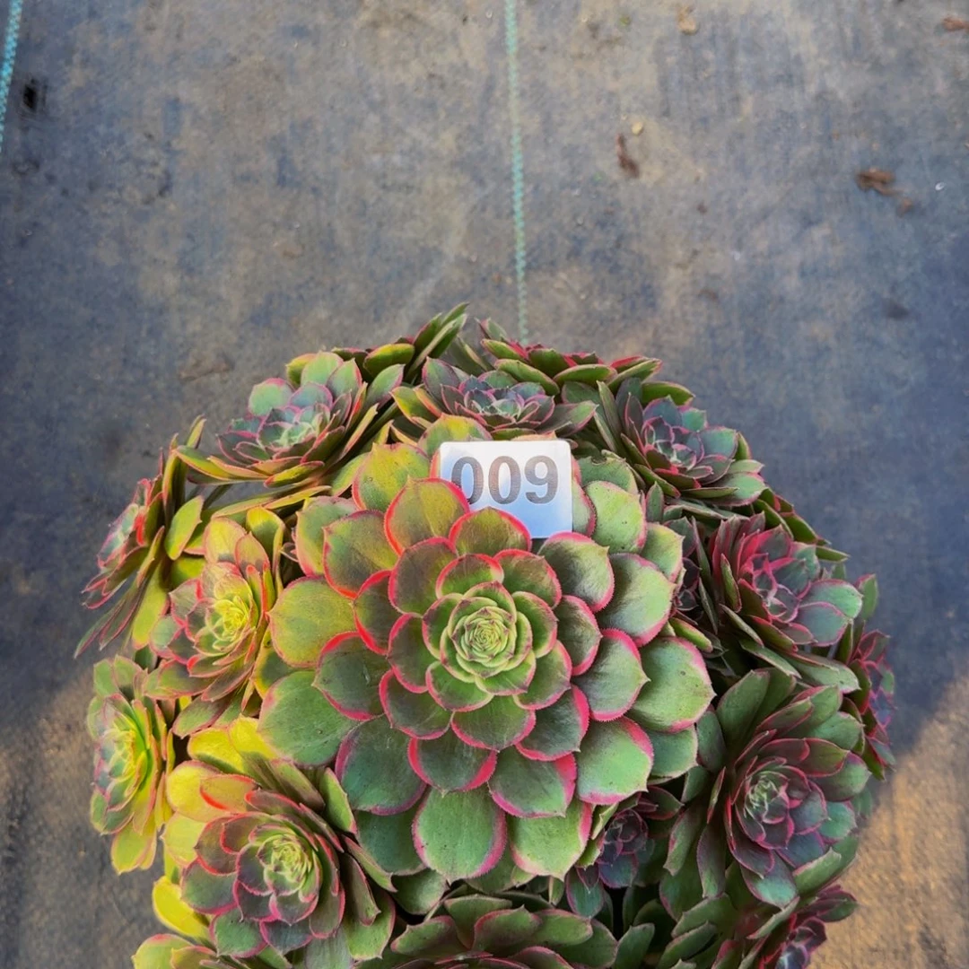 粉花妖0099999999998