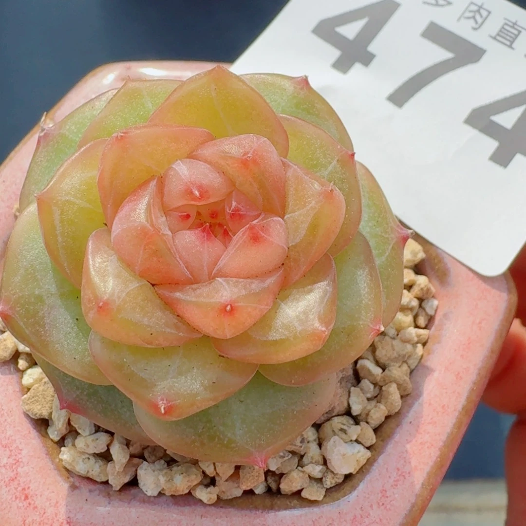 珍妮      愿你一路坦途，乘风破浪展宏图