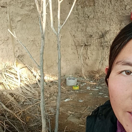 特****完全开放文冠树两颗