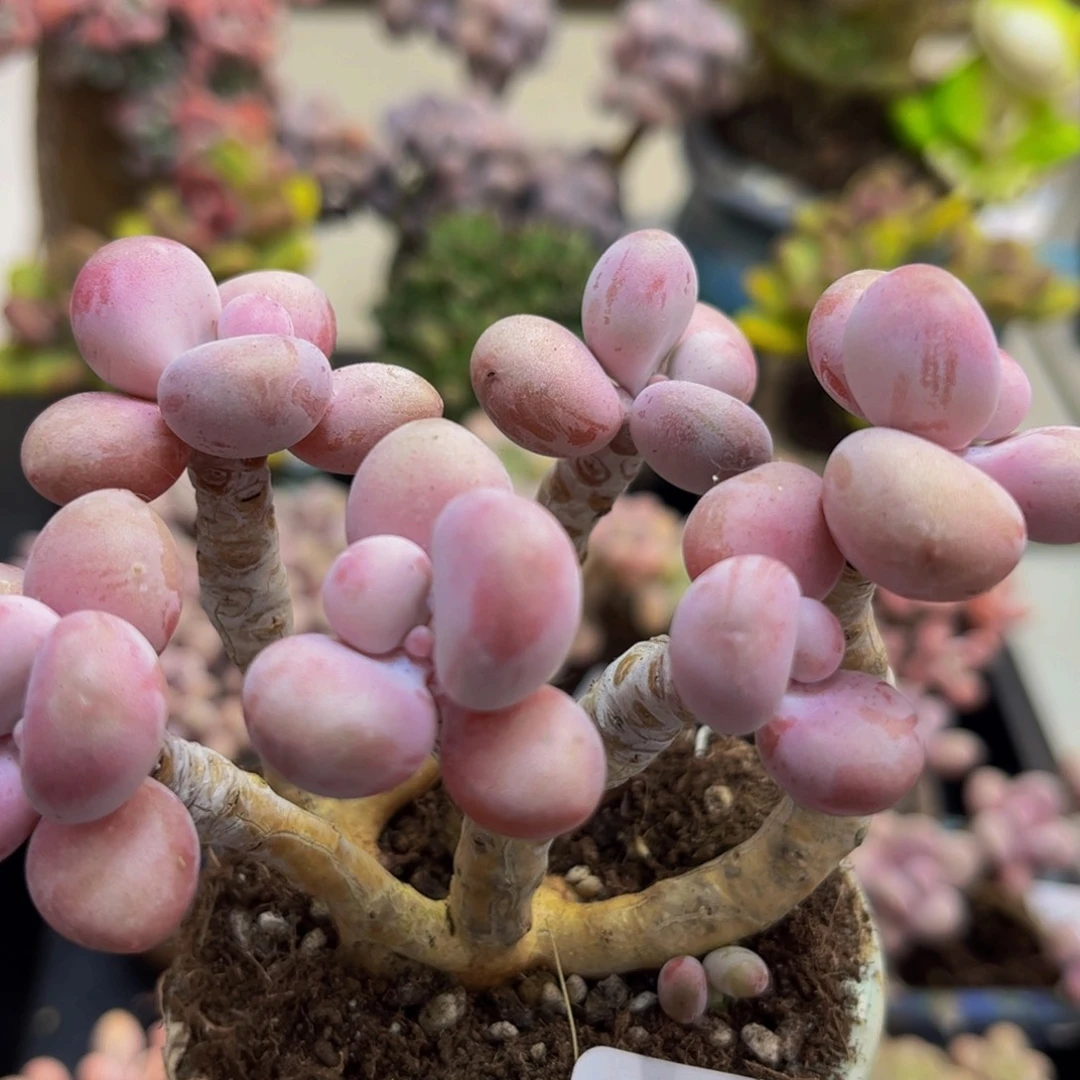 182/9cm糖果桃蛋多肉植物
