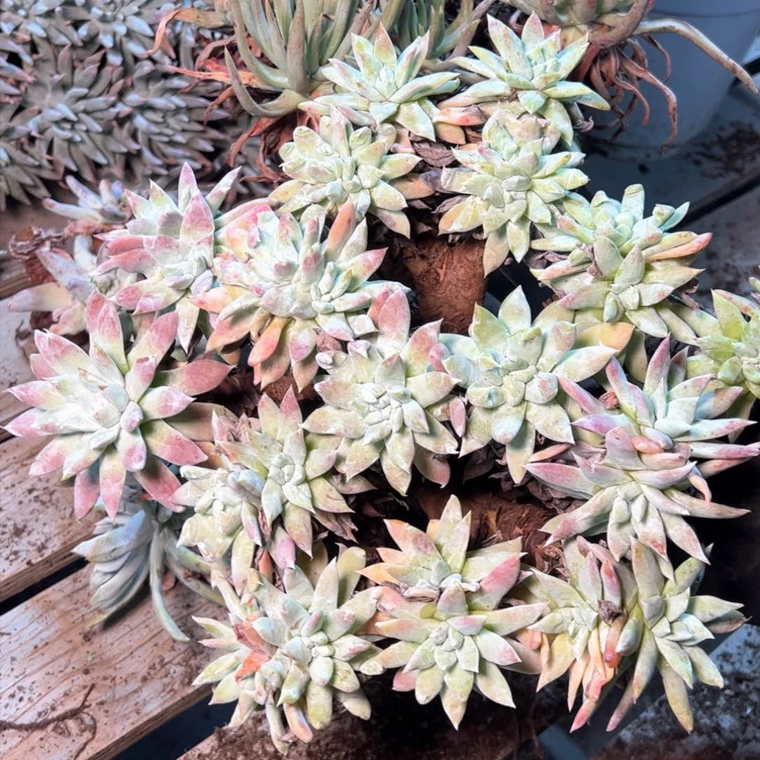 7582哈哈哈哈哈哈哈哈哈