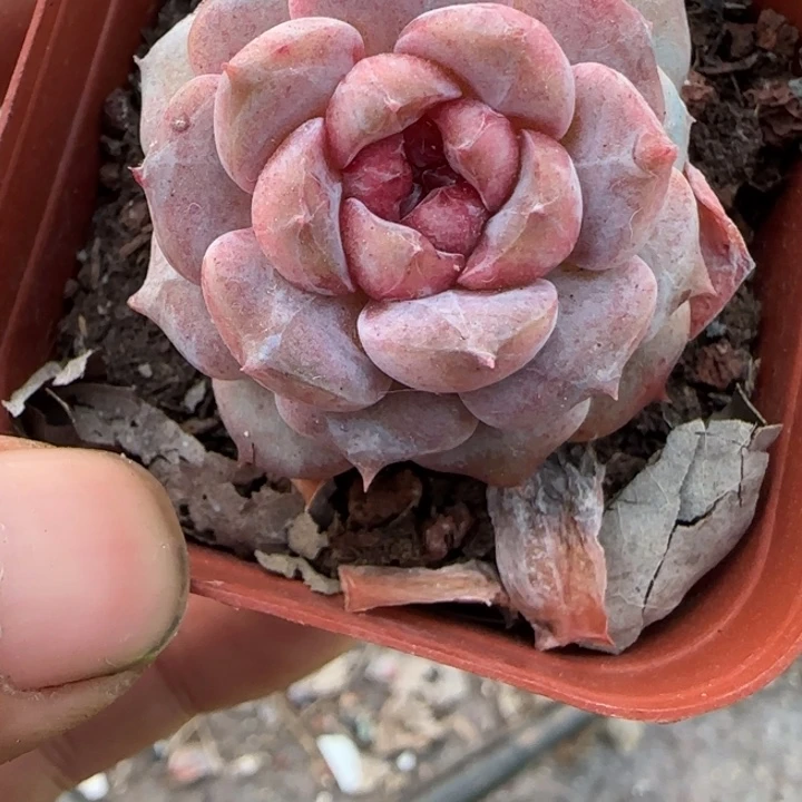 小卡拉米糖心一物一拍