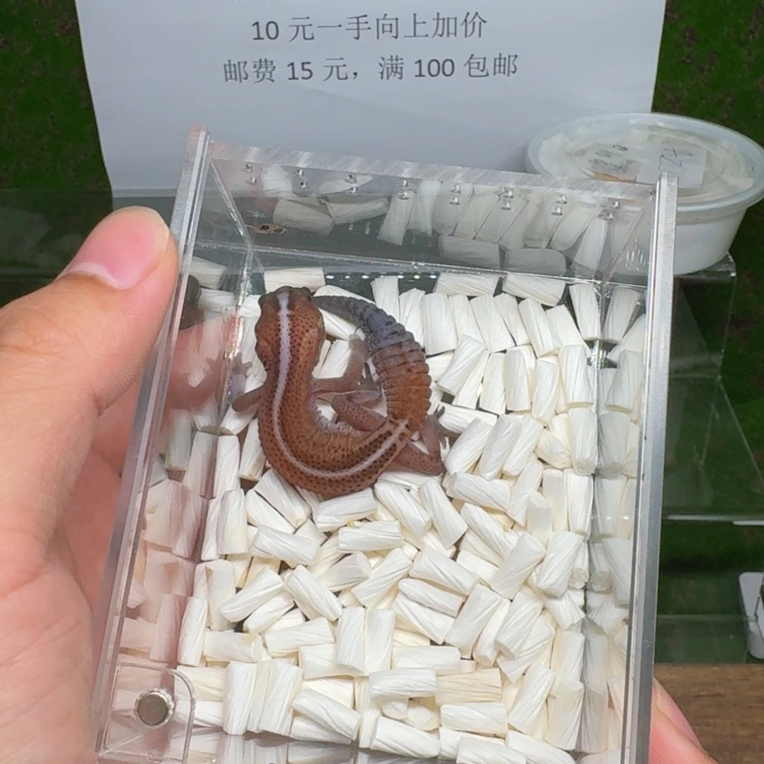 豹纹守宫肥尾守宫无纹het橘白 母