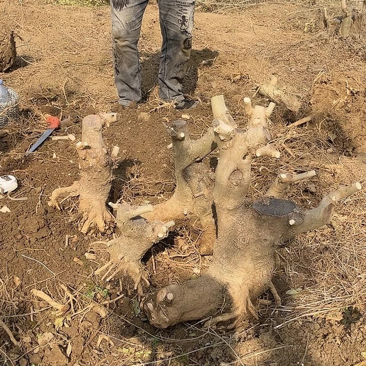 阿***俊无花朵对节白蜡素材四颗