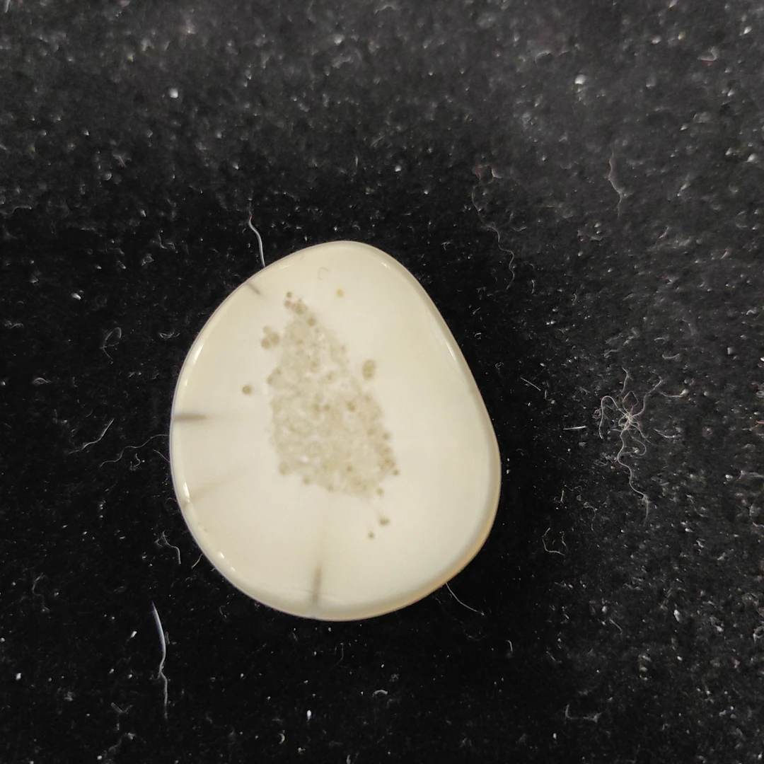 猛犸猛犸虬饼子WW51