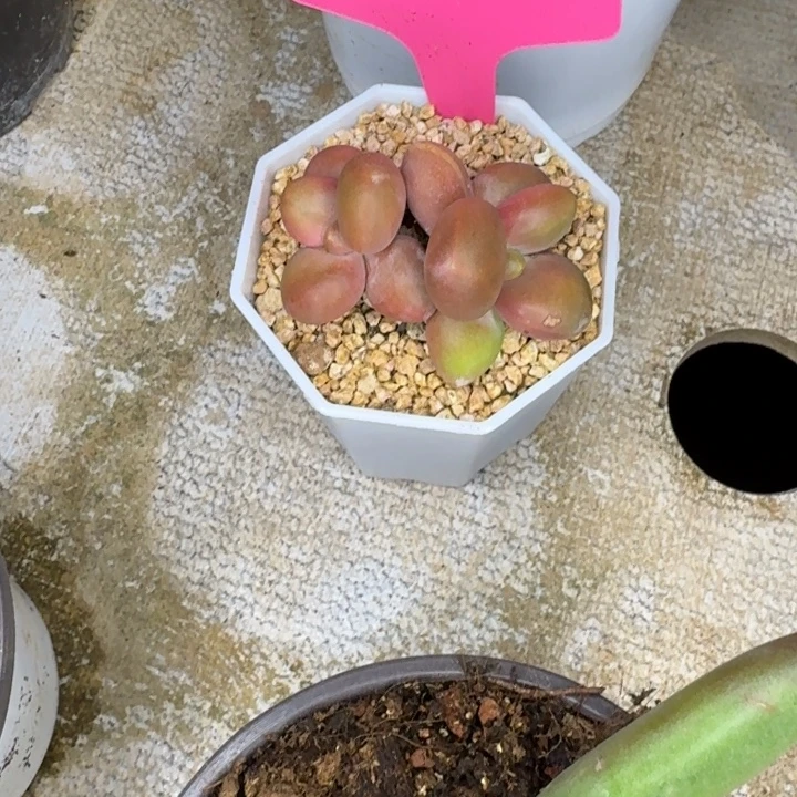 026芒果奶新号福利价