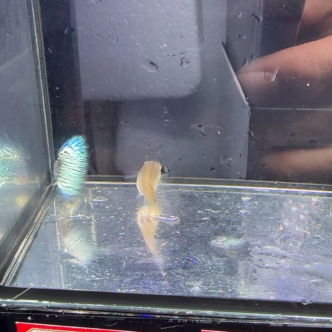 孔雀鱼金属蓝蕾丝一对