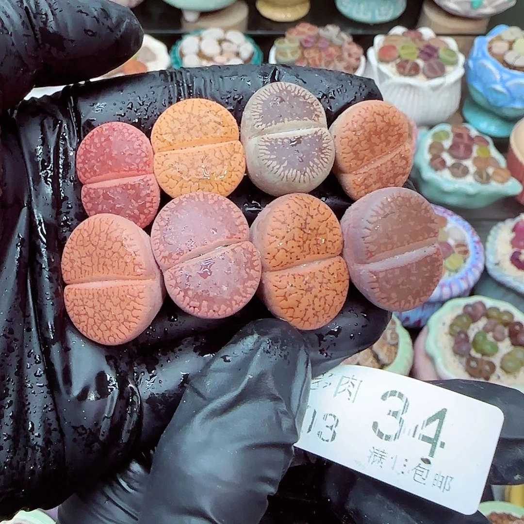 生石花满18包邮0103-34