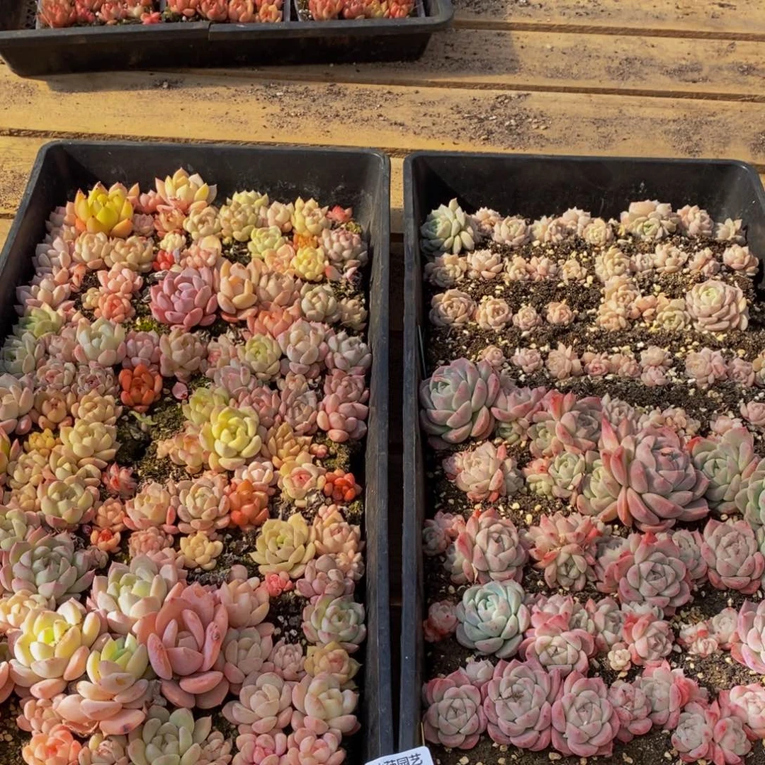 258多人在一起的时候