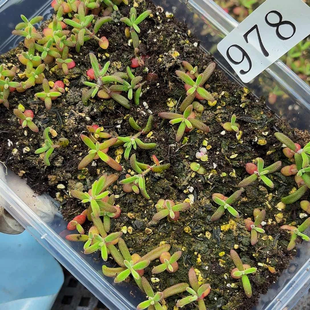 多肉植物多肉植物978