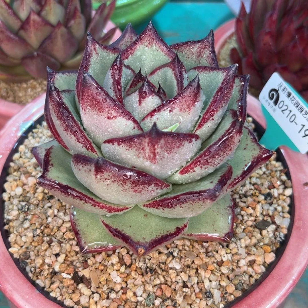 多肉一物一拍0210-191