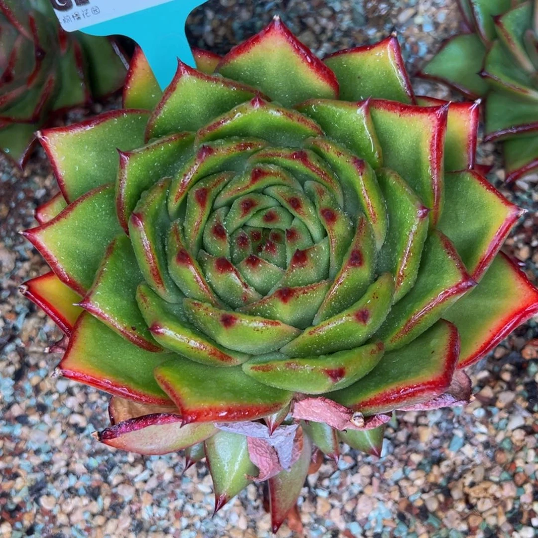 从前慢多肉精选编号0305.171