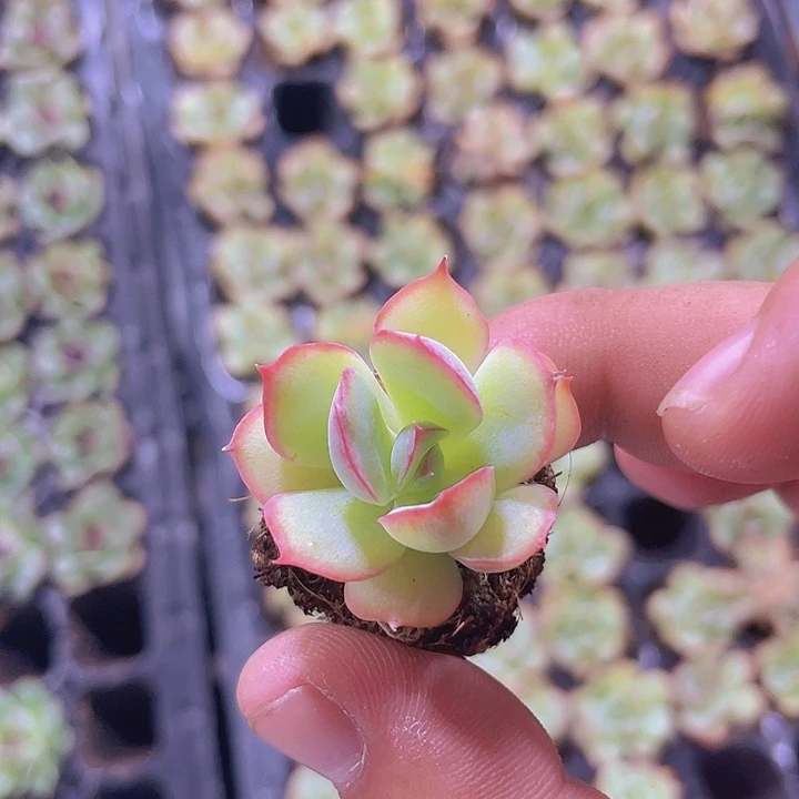 侧影精品多肉量拍