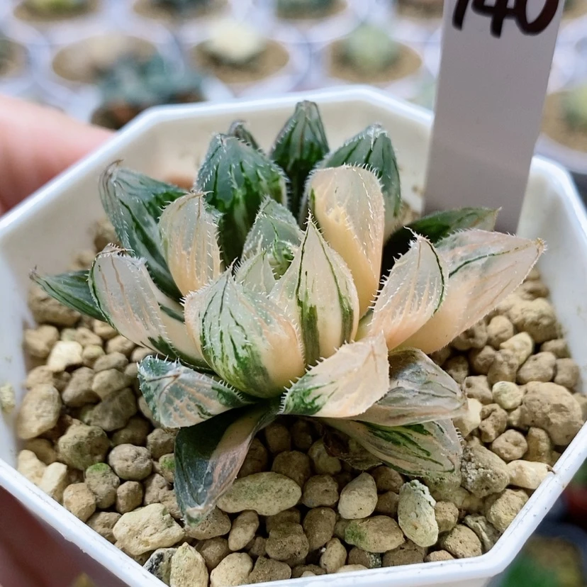 【闪购商品】140毛玉露锦
