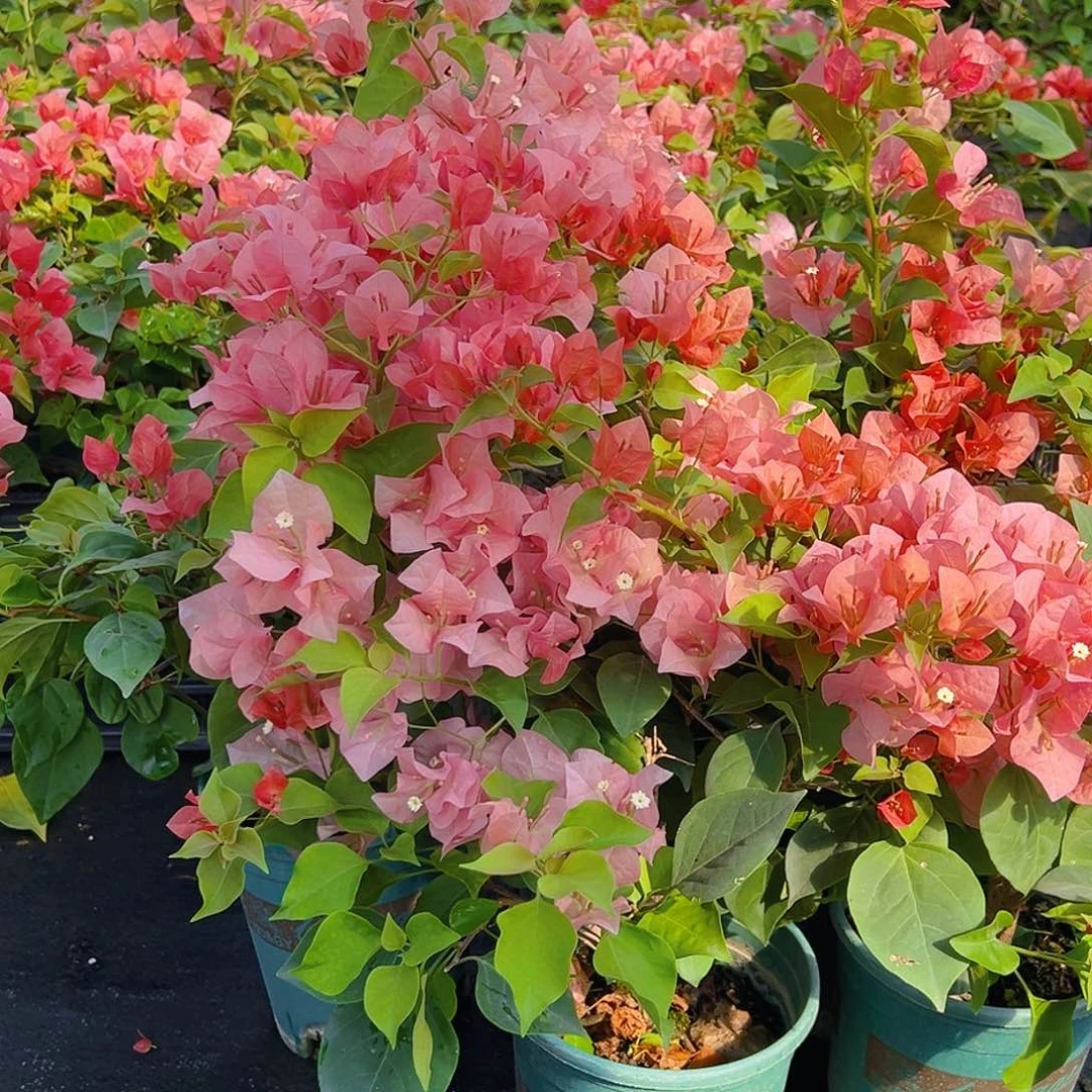 当前无花栽培后可以开花不甜西瓜中一颗