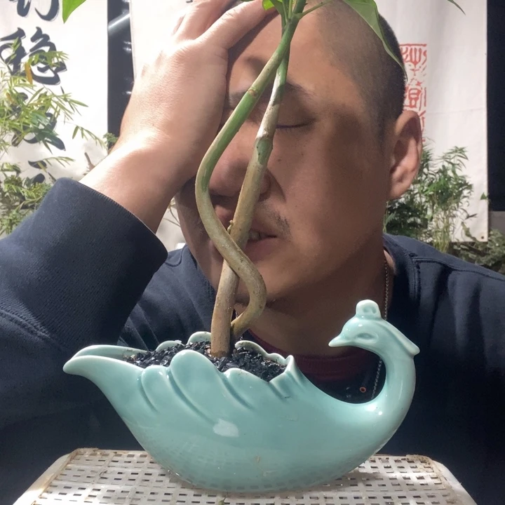 Z***7无花朵退款拉黑拉黑77