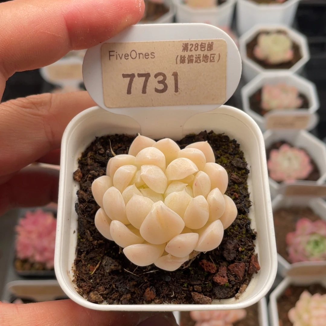 白桃汽水7731-4.5厘米