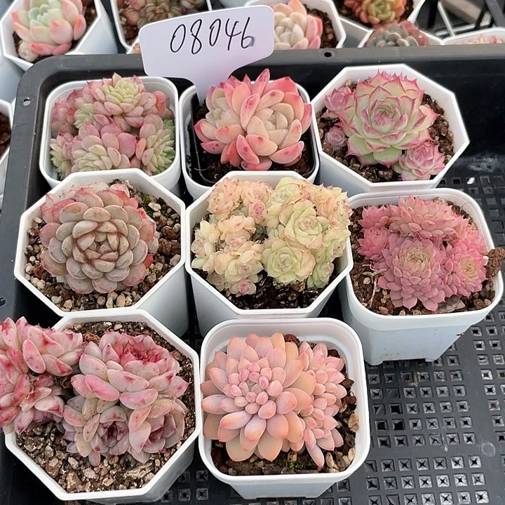 薇薇安园艺多肉08046
