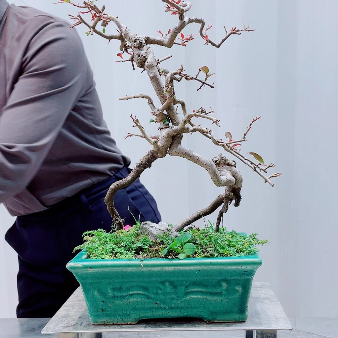 无花朵二*岭南地区的盆景艺术的