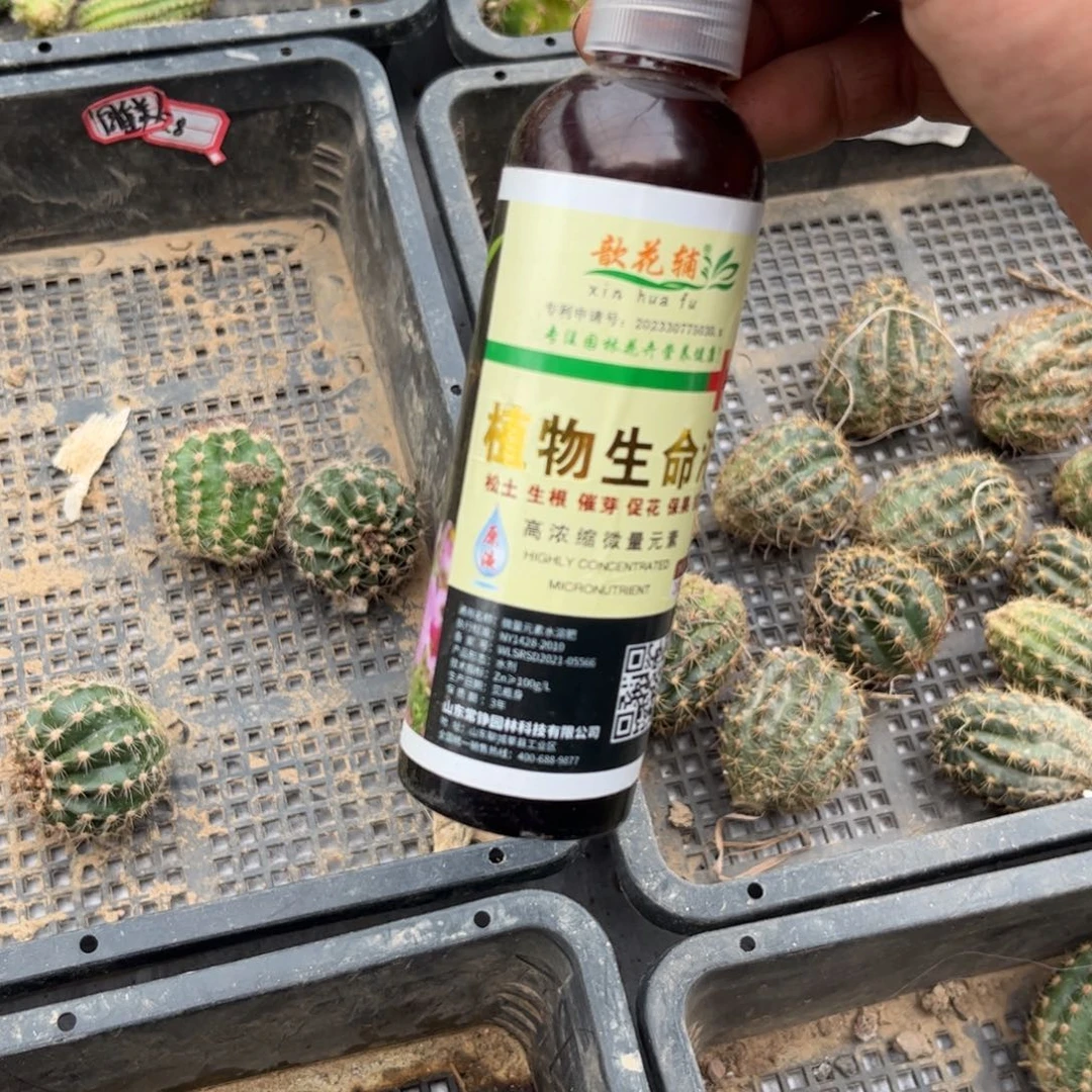 植物侧呀20包邮仙人球