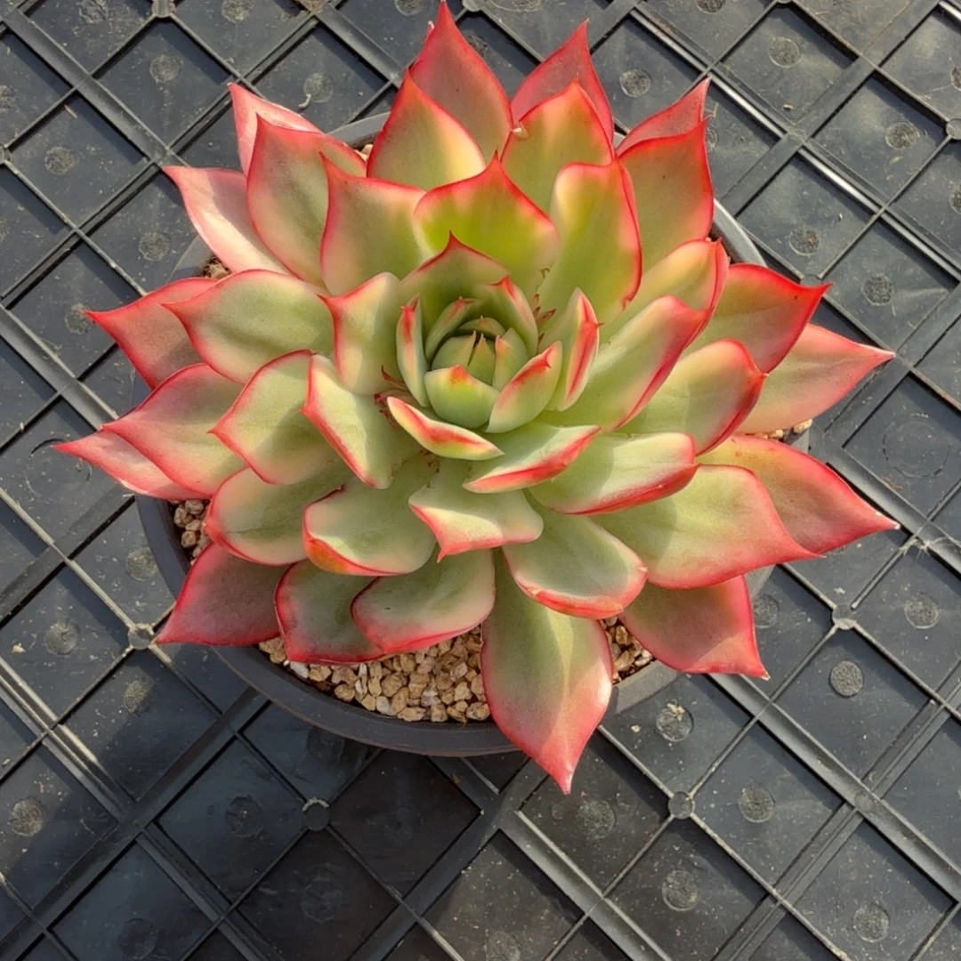 白宝莲灯锦锦上园艺一物一拍