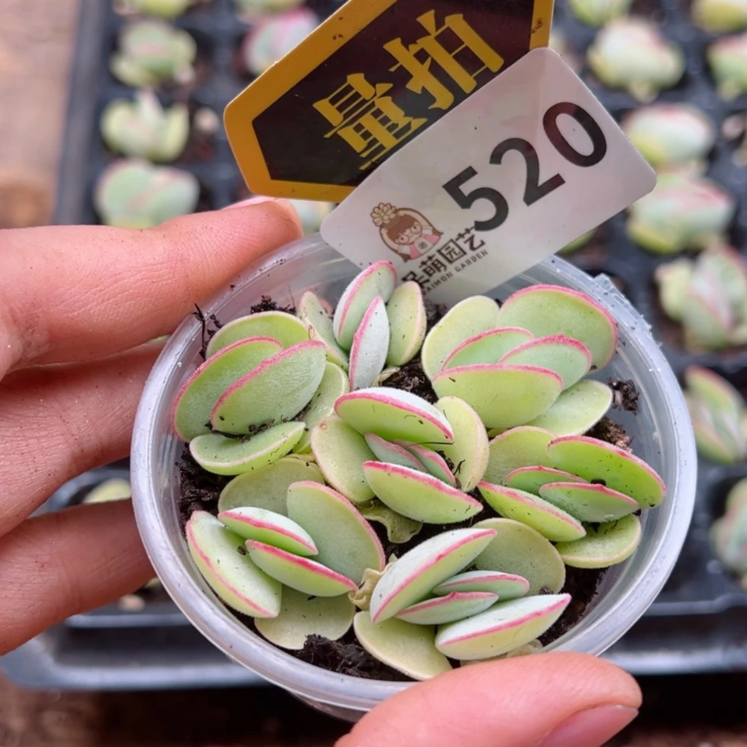 多肉植物多肉植物