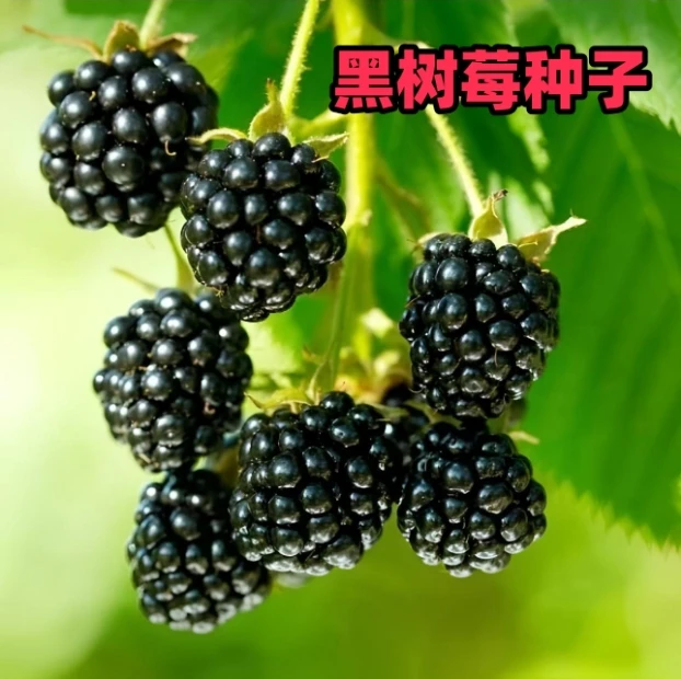 【黑树莓种子】家庭阳台盆栽地栽四季种植