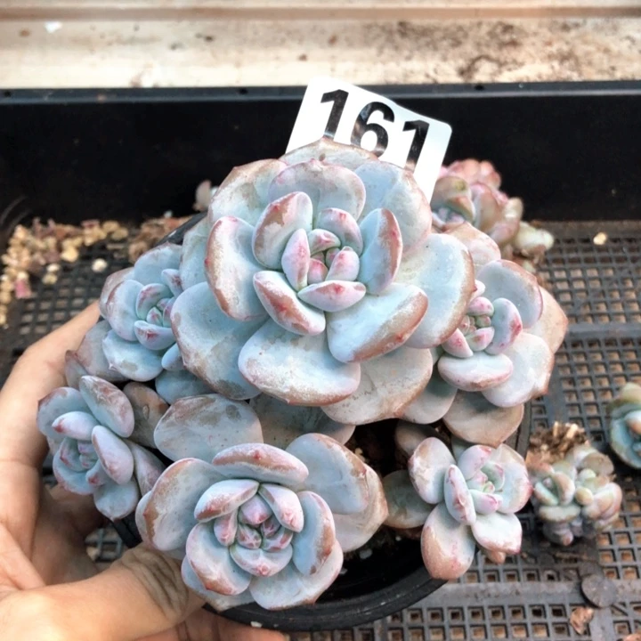 星影石榴籽福利出咯 161