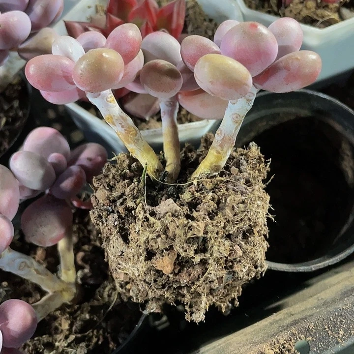 三头老桩腰子蛋带盆