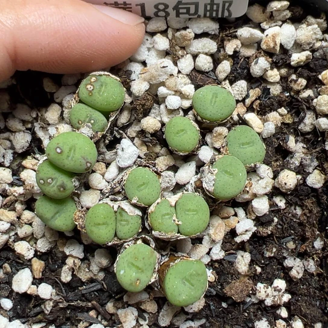 【闪购商品】266。