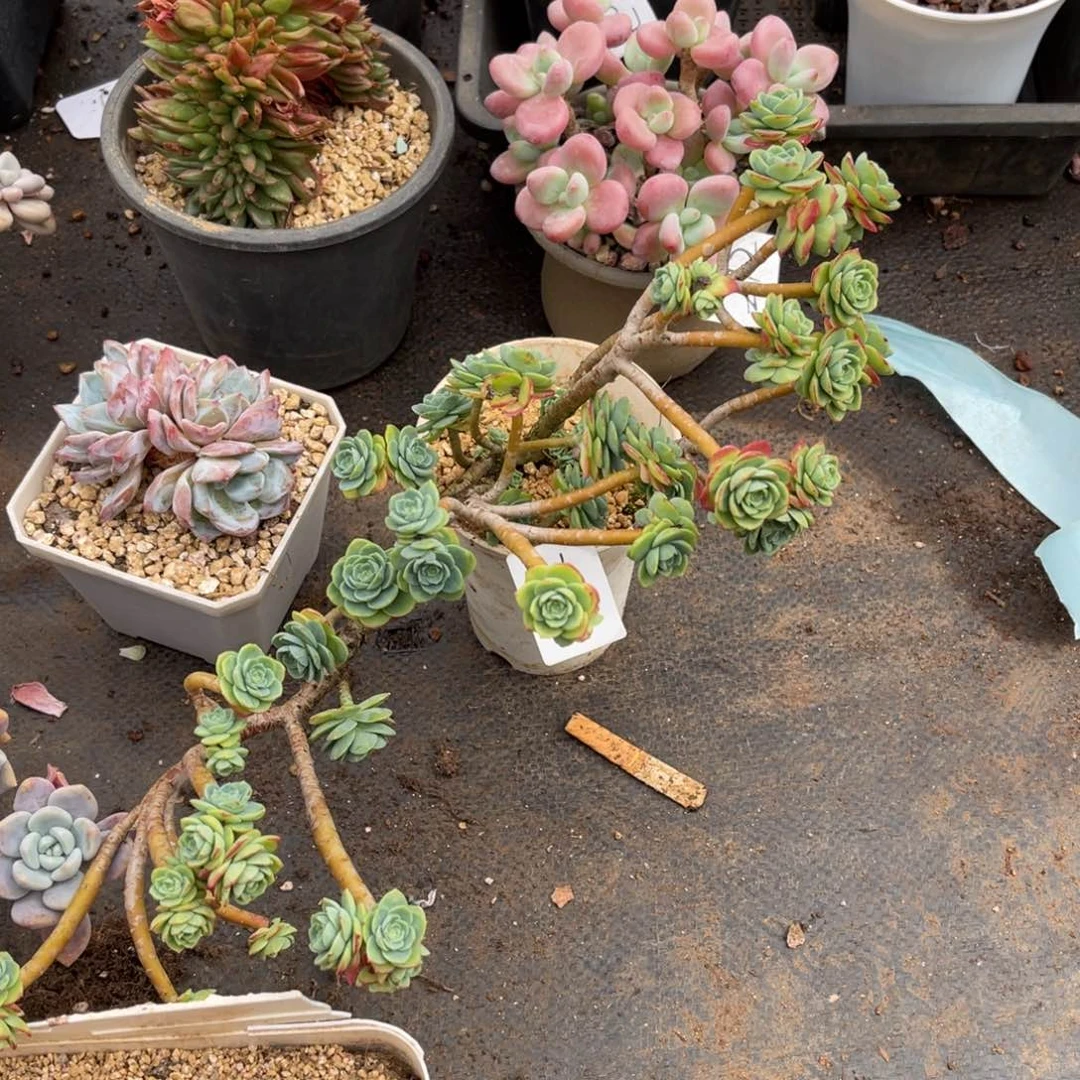 晚****?215薄化妆多肉