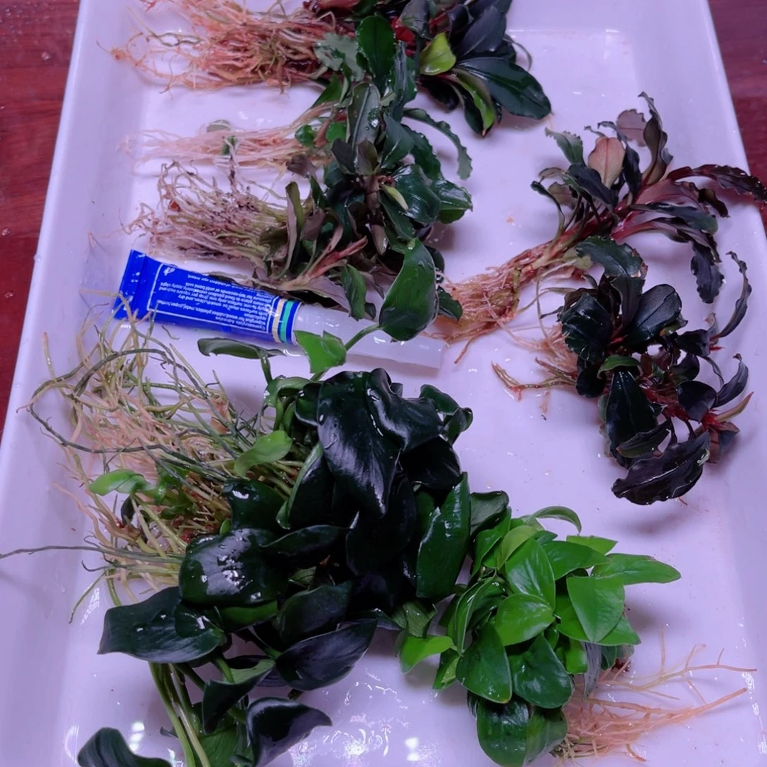 辣椒榕组合特价一份