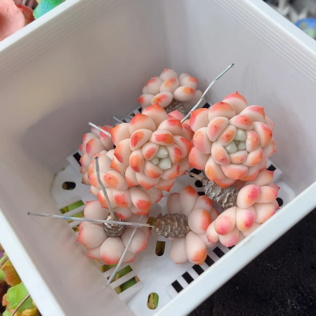 树脂制品4号噢噢噢哦哦