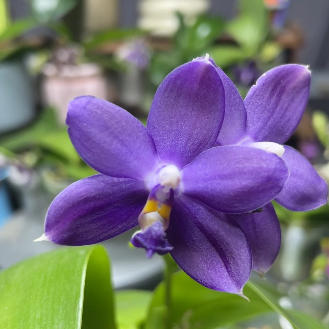 完全开放鱼鱼交蓝鸟，2.5杯开花株