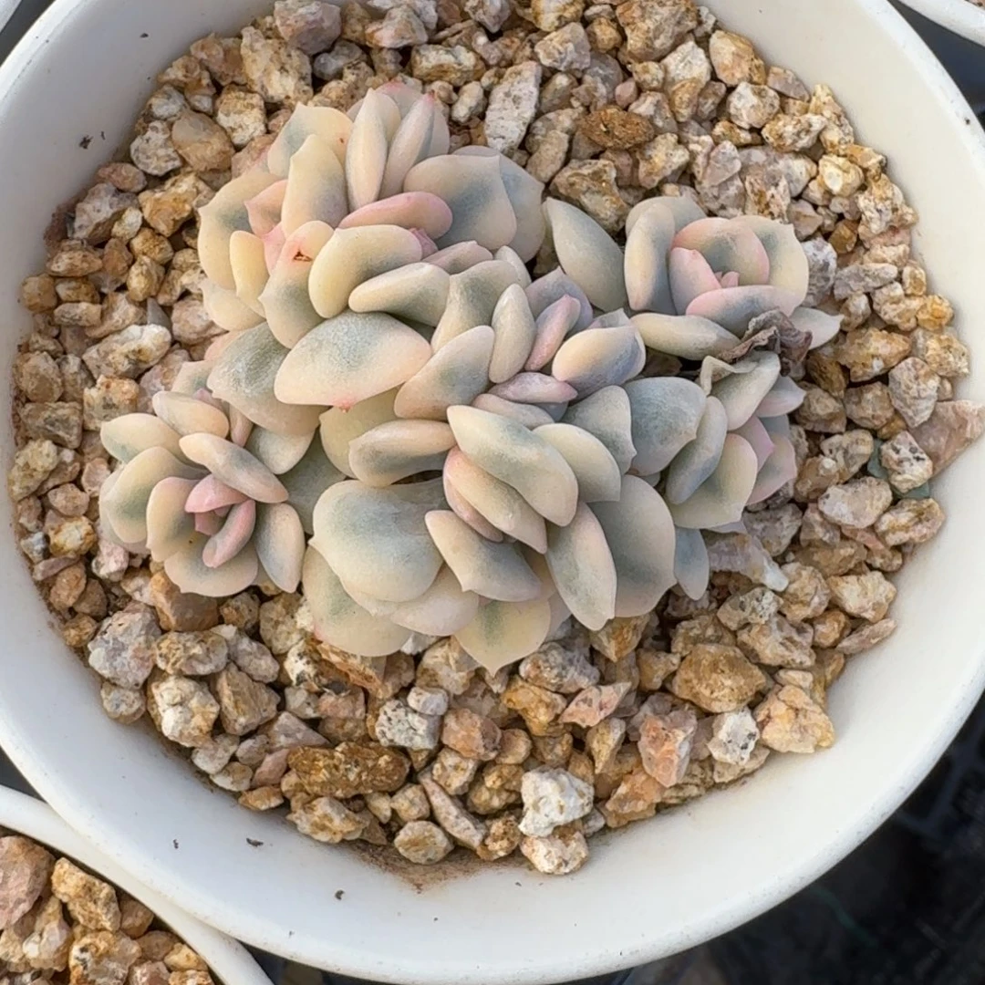 1004-120-雪精灵锦缀