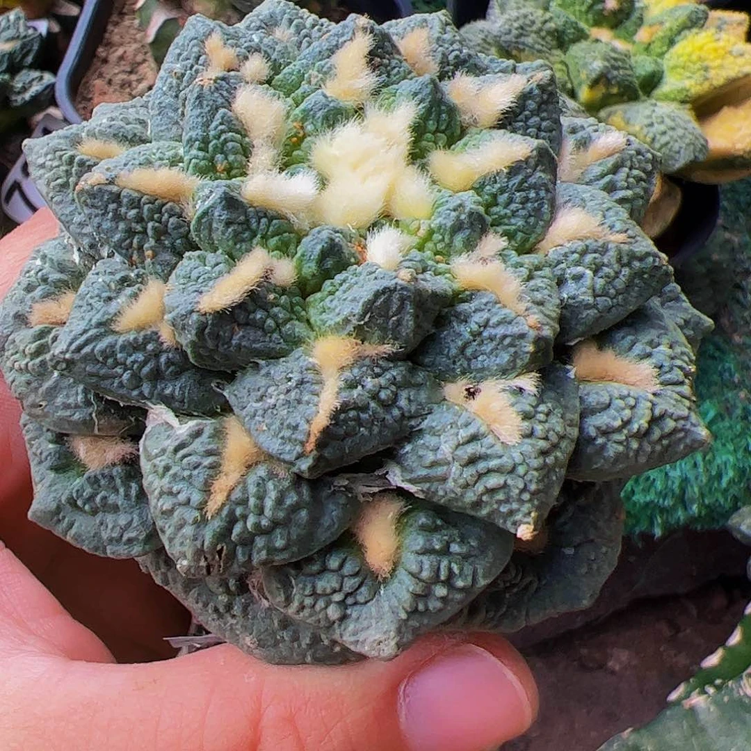 无花朵小尤蓝白肌龟甲牡丹472