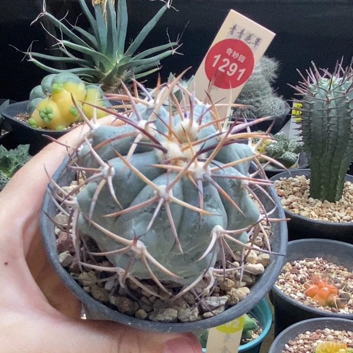 实生雷帝平丸6.8cm