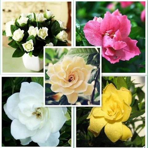 200粒栀子花种子重瓣大小叶四季浓香绿植盆栽花卉室内植物