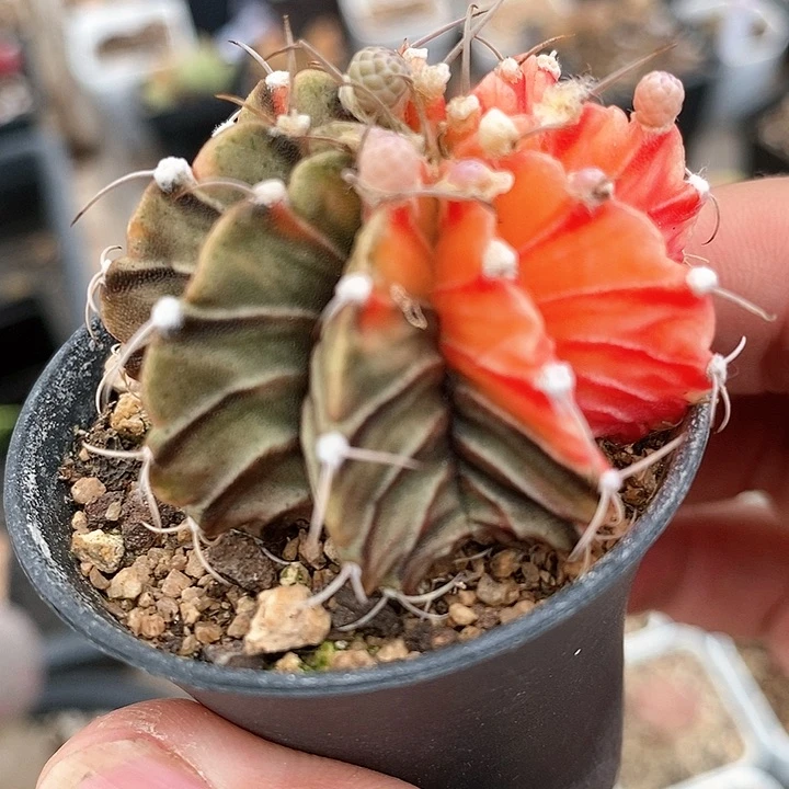 1079球锦一颗一颗