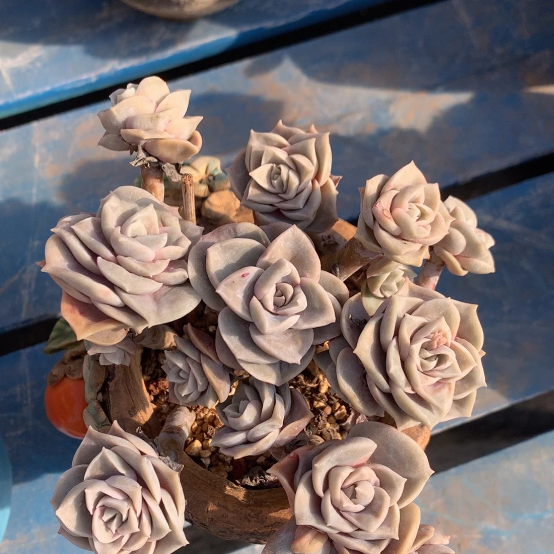 可爱玫瑰老桩无砍一物一拍