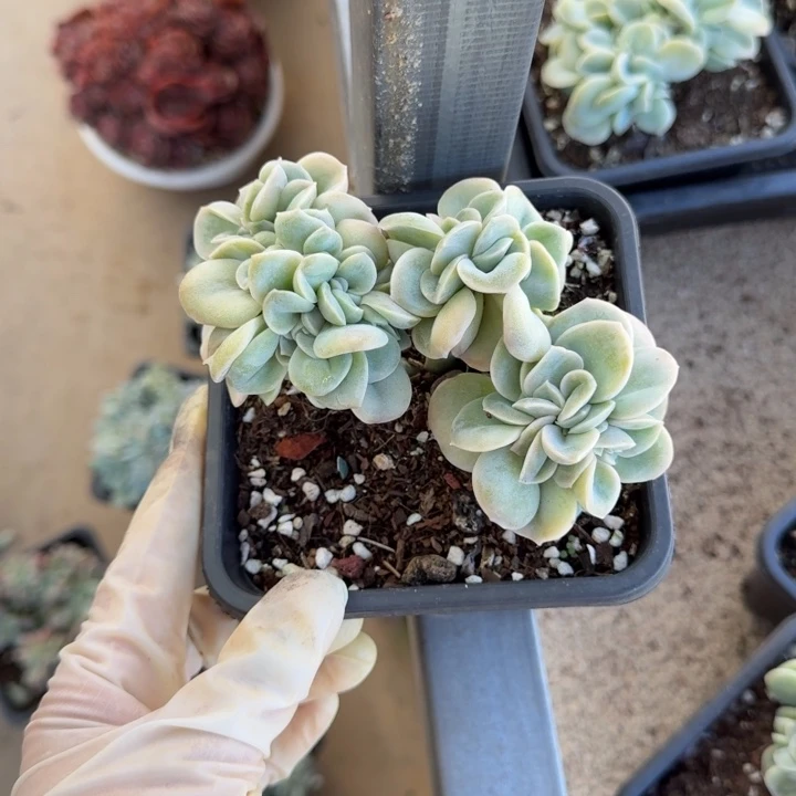 西***琴11厘米左右一物一拍