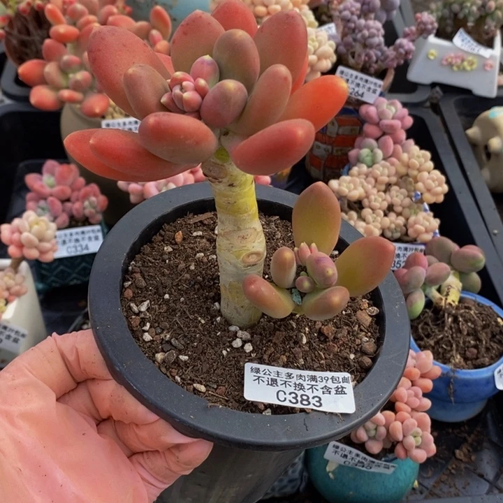 金蝉老桩383多肉植物