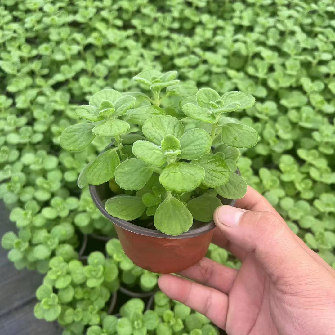 一抹香碰碰香盆栽水培碰碰香浓香型室内成活家庭阳台一抹香盆栽