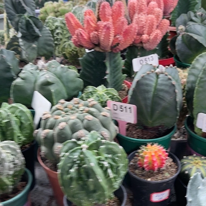 仙人球开花仙人球上仙人球