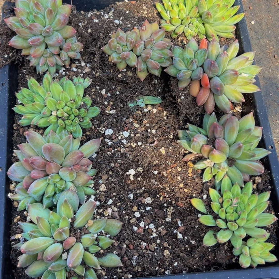 9颗美人系列多肉植物