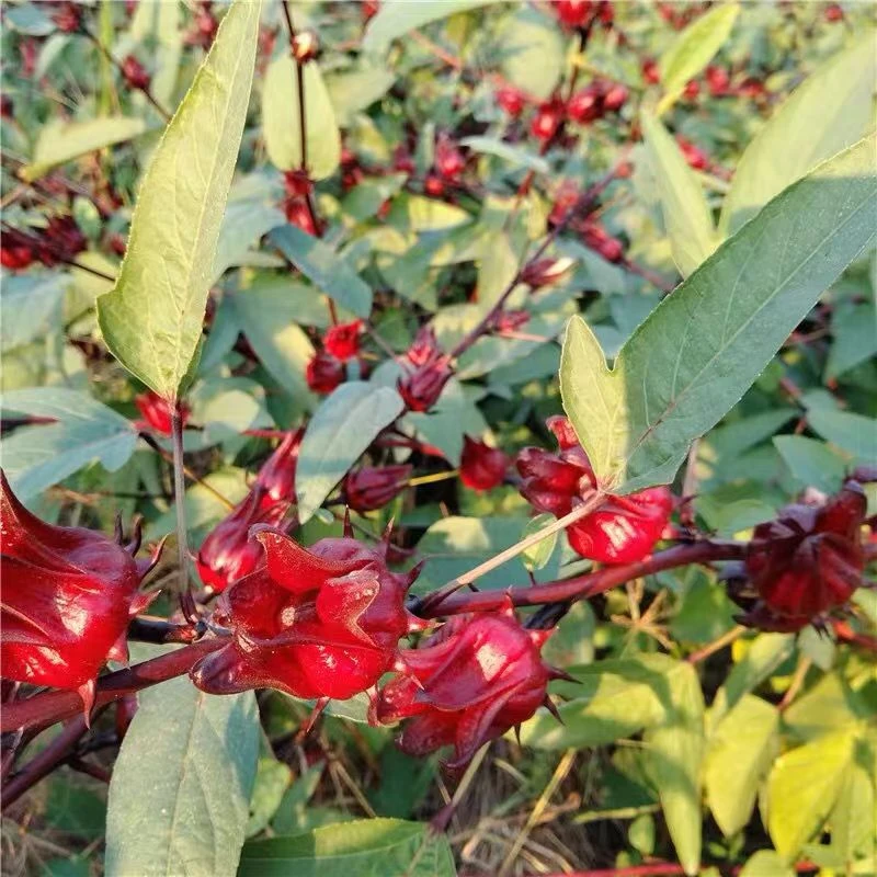 新鲜现摘洛神花红桃K可做果脯果酱泡酒酵素果茶原料