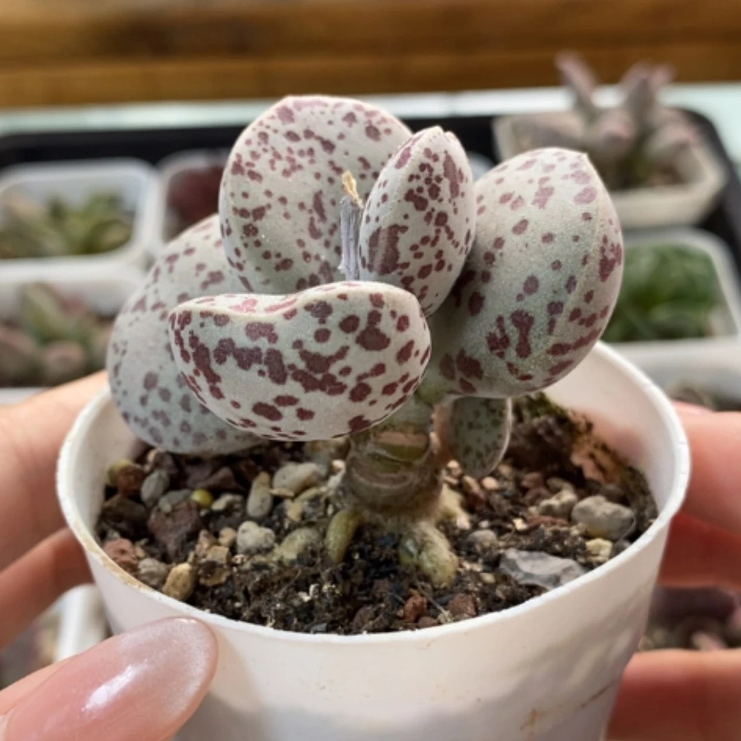 【闪购商品】无花朵花旦