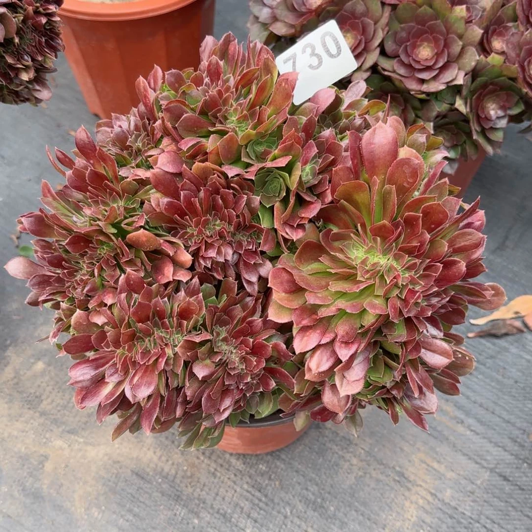 ლ*ლ730多肉植物玫瑰缀