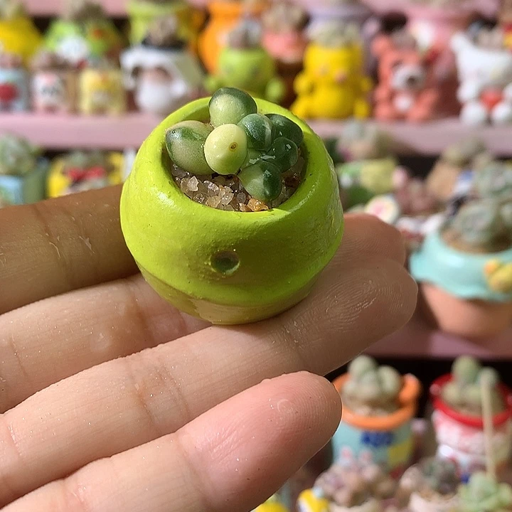 福利 奶酪锦 带盆发货 满100包邮