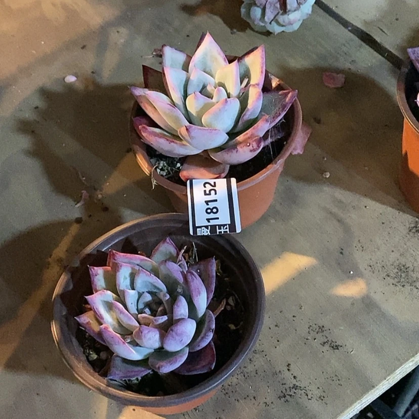 【闪购商品】野***欢祖母绿两颗18152